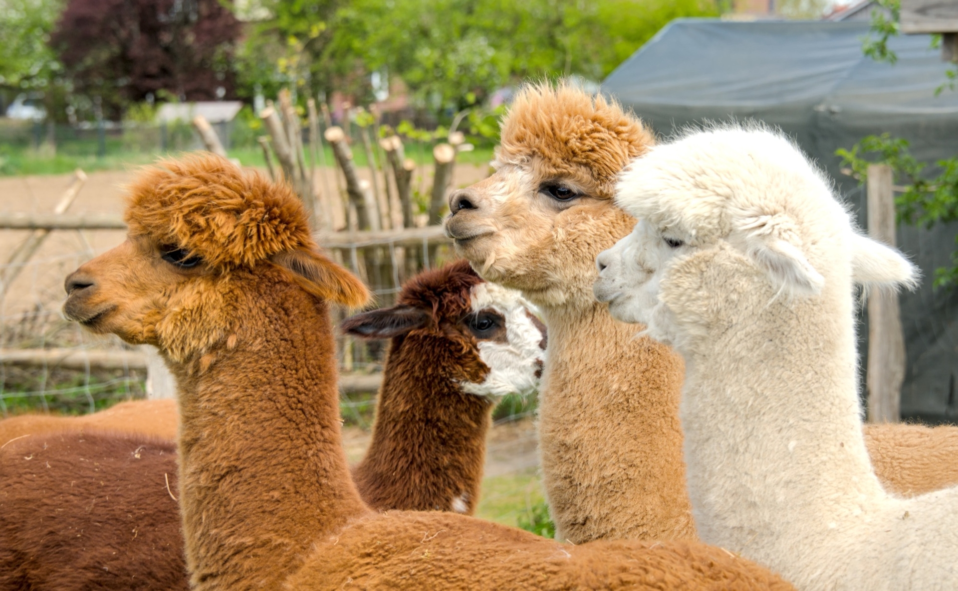 Alpacas at the Pacha Mama park